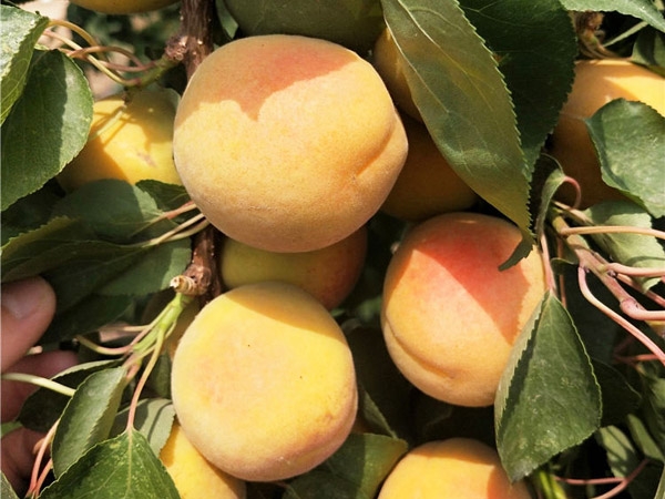 荷蘭香蜜杏
